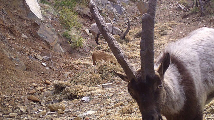 Amanos Da Lar Nda Yaban Hayat Fotokapanla Kaydedildi Zyurt Gazetesi